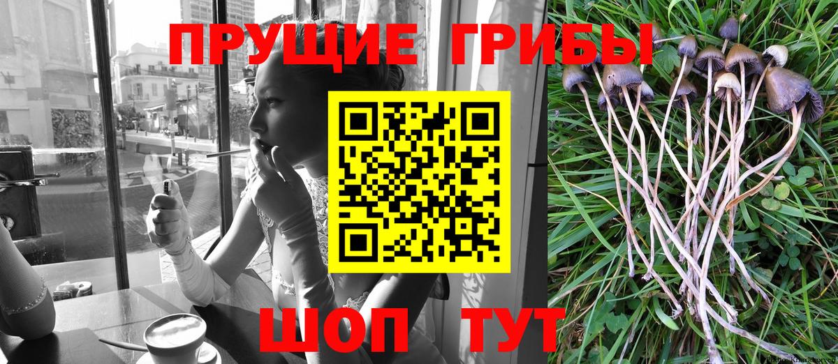 Псилоцибиновые грибы GOLDEN TEACHER Ногинск